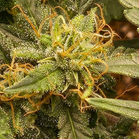 Chocolate mints og auto growlog timeline photo