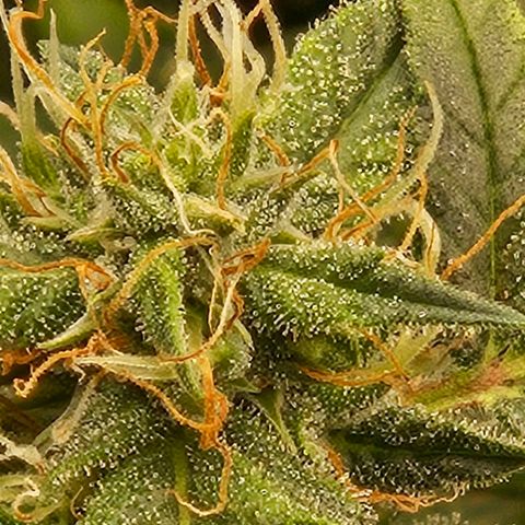 Chocolate mints og auto growlog timeline photo