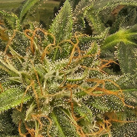 Chocolate mints og auto growlog timeline photo