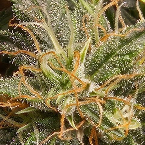 Chocolate mints og auto growlog timeline photo