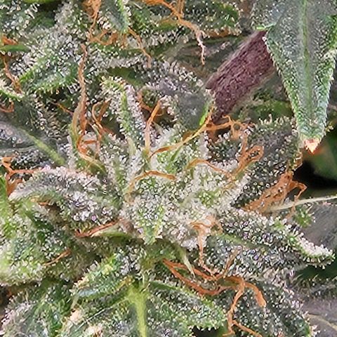 Chocolate mints og auto growlog timeline photo