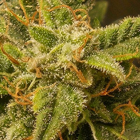 Chocolate mints og auto growlog timeline photo