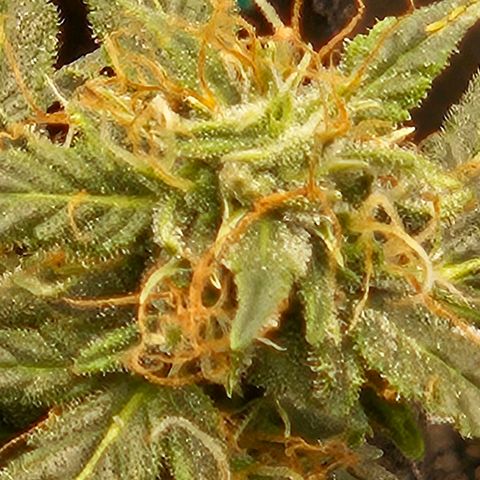 Chocolate mints og auto growlog timeline photo