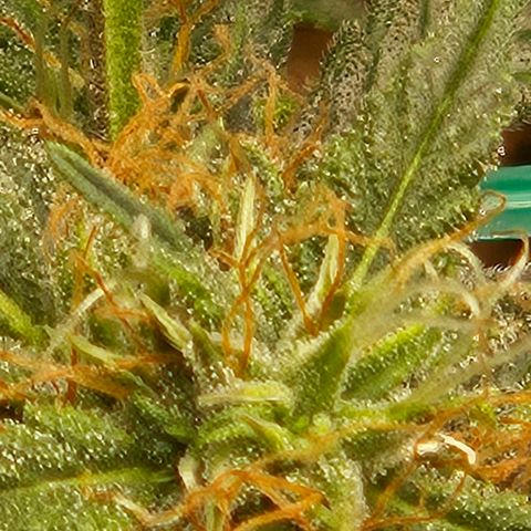 Chocolate mints og auto growlog timeline photo