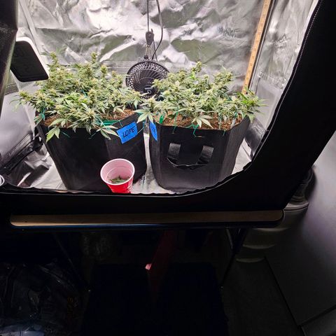 Chocolate mints og auto growlog timeline photo