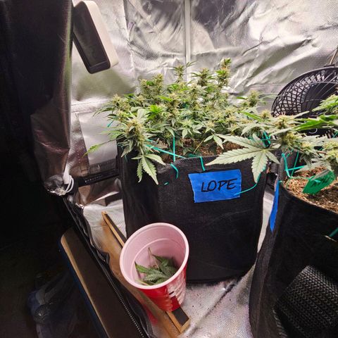 Chocolate mints og auto growlog timeline photo