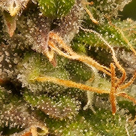 Chocolate mints og auto growlog timeline photo