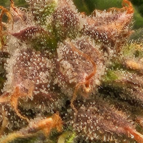 Chocolate mints og auto growlog timeline photo