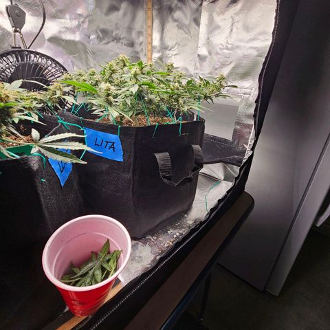Chocolate mints og auto growlog timeline photo