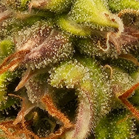 Chocolate mints og auto growlog timeline photo