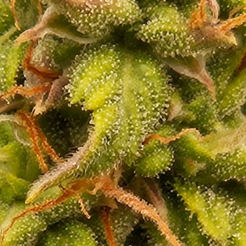 Chocolate mints og auto growlog timeline photo
