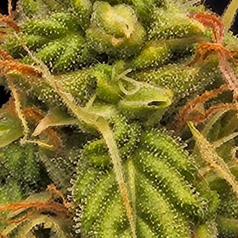 Chocolate mints og auto growlog timeline photo