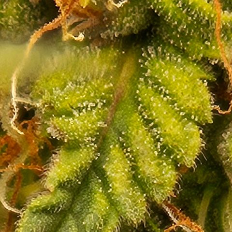 Chocolate mints og auto growlog timeline photo