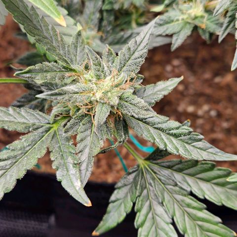 Chocolate mints og auto growlog timeline photo