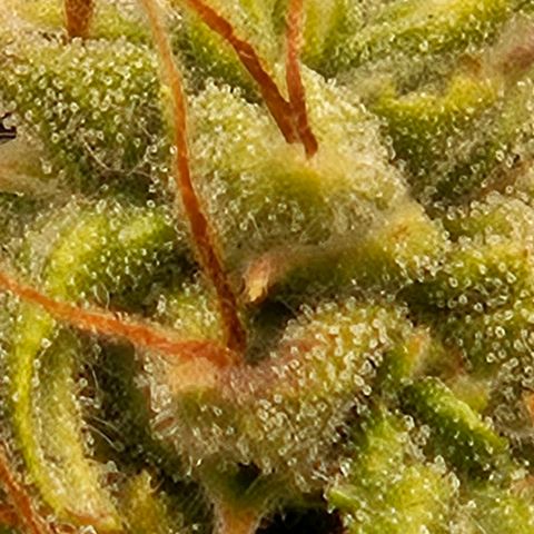 Chocolate mints og auto growlog timeline photo