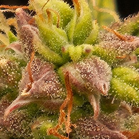 Chocolate mints og auto growlog timeline photo
