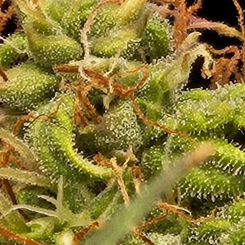 Chocolate mints og auto growlog timeline photo