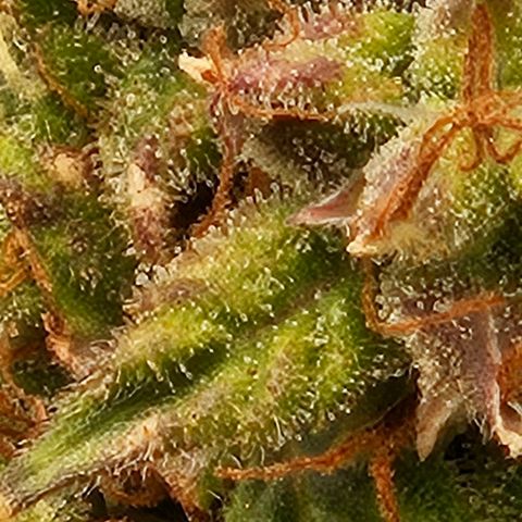 Chocolate mints og auto growlog timeline photo