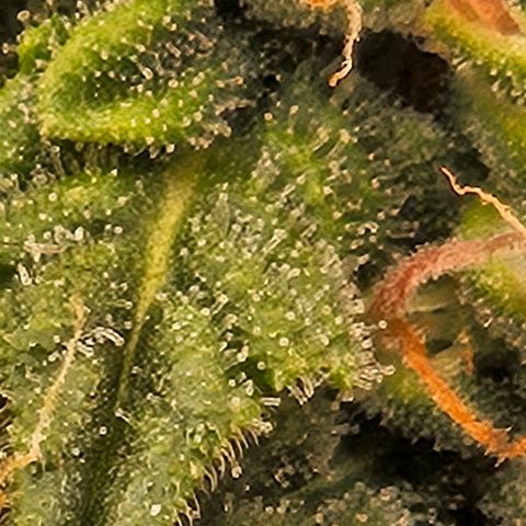Chocolate mints og auto growlog timeline photo