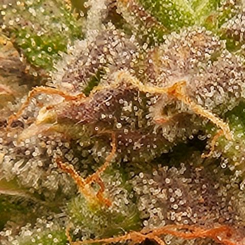 Chocolate mints og auto growlog timeline photo