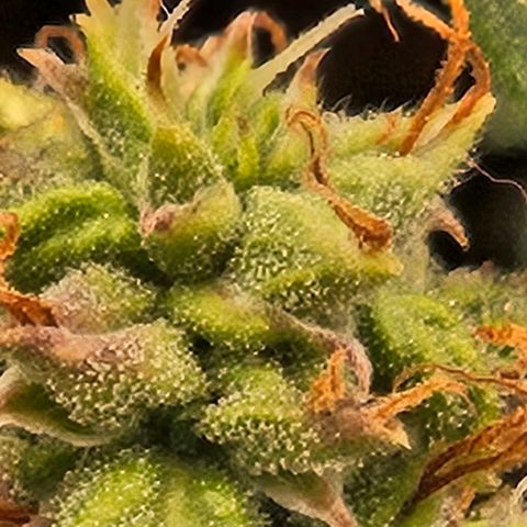 Chocolate mints og auto growlog timeline photo