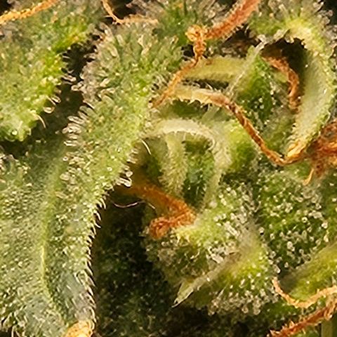 Chocolate mints og auto growlog timeline photo