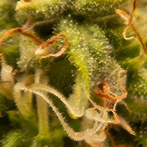 Chocolate mints og auto growlog timeline photo