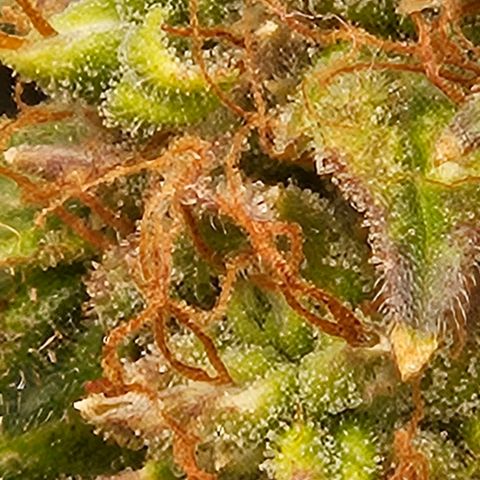 Chocolate mints og auto growlog timeline photo
