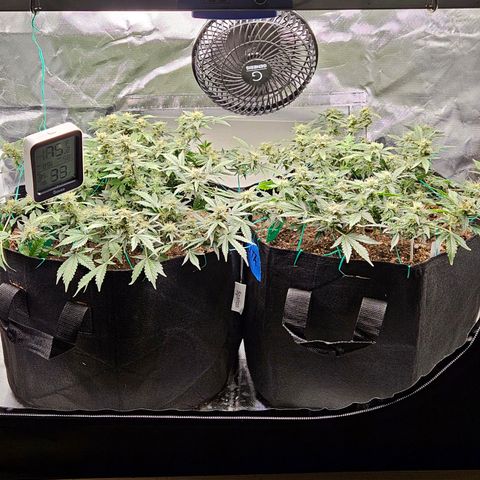 Chocolate mints og auto growlog timeline photo
