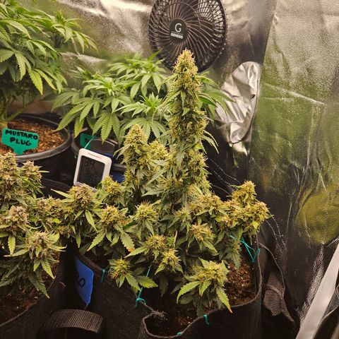 Chocolate mints og auto growlog timeline photo