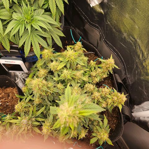 Chocolate mints og auto growlog timeline photo