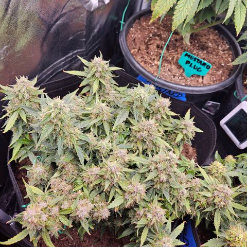 Chocolate mints og auto growlog timeline photo