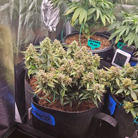 Chocolate mints og auto growlog timeline photo