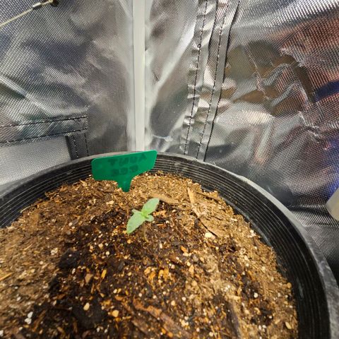 Red Velvet runtz  growlog timeline photo