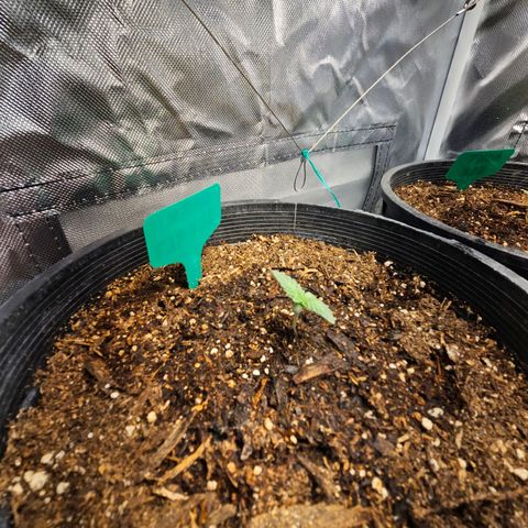 Red Velvet runtz  growlog timeline photo