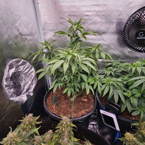 Shango church growlog timeline photo