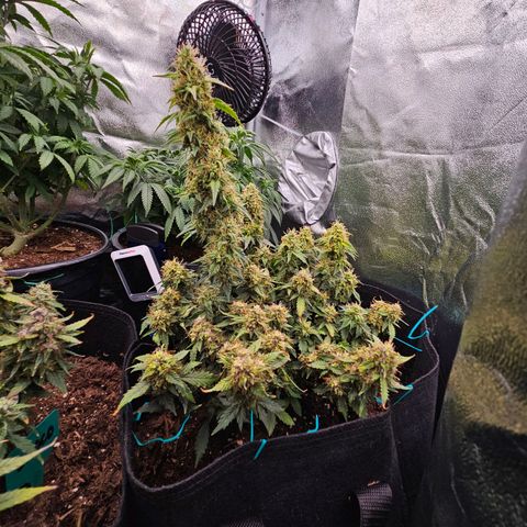 Chocolate mints og auto growlog timeline photo