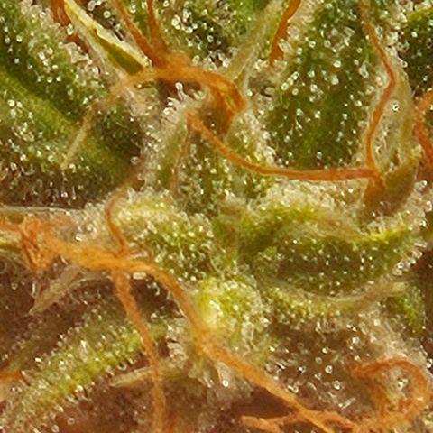 Chocolate mints og auto growlog photo: Lita and lope 