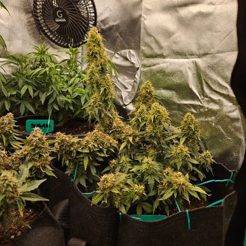 Chocolate mints og auto growlog photo: Choco and Doro are almost done 