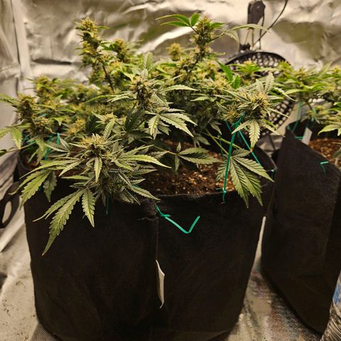 Chocolate mints og auto growlog photo: Lita and lope 