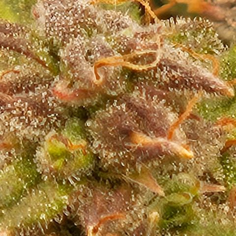 Chocolate mints og auto growlog photo: Choco and Doro are almost done 