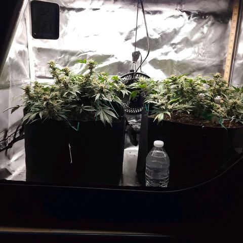 Chocolate mints og auto growlog photo: Lita and lope
