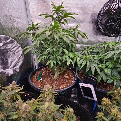Shango church growlog timeline photo