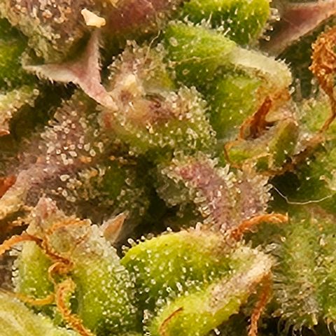 Chocolate mints og auto growlog photo: Choco and Doro 