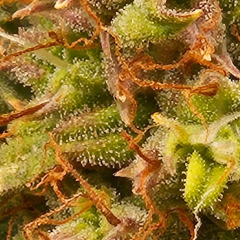 Chocolate mints og auto growlog photo: Choco and Doro 