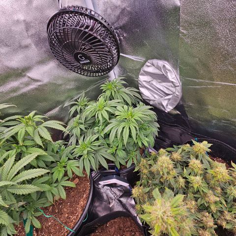 Shango church growlog timeline photo