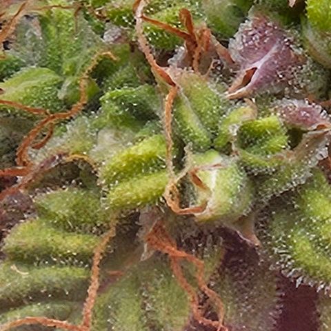 Chocolate mints og auto growlog timeline photo