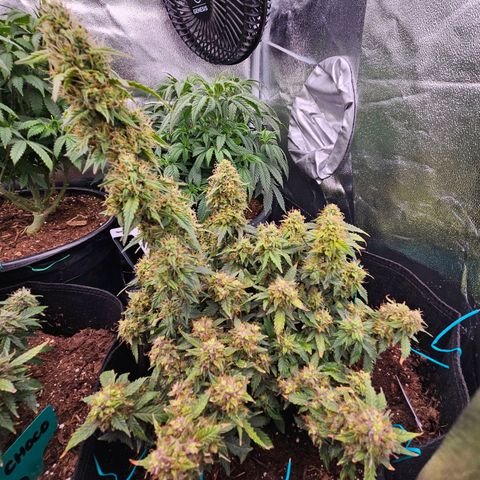 Chocolate mints og auto growlog timeline photo