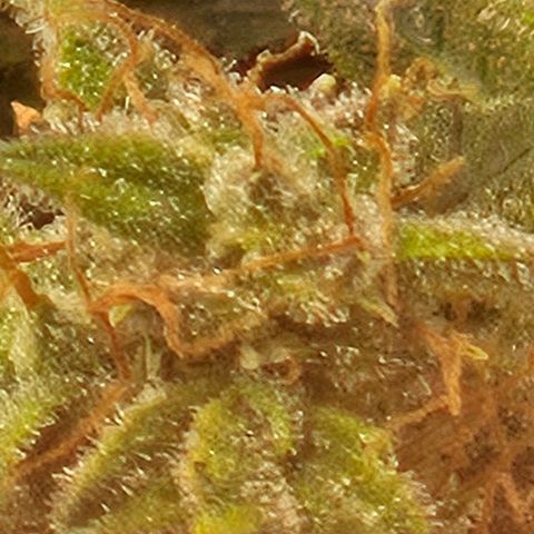Chocolate mints og auto growlog photo: Lita and lope 
