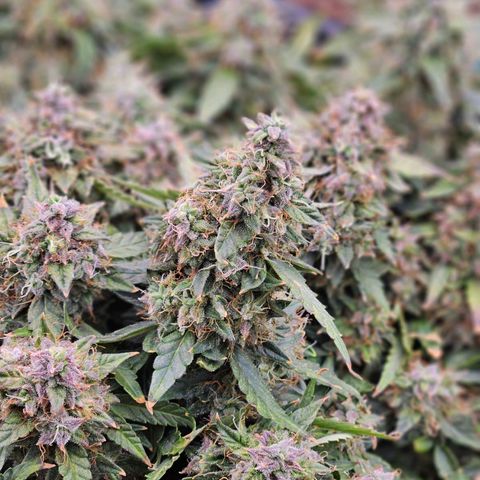 Chocolate mints og auto growlog timeline photo